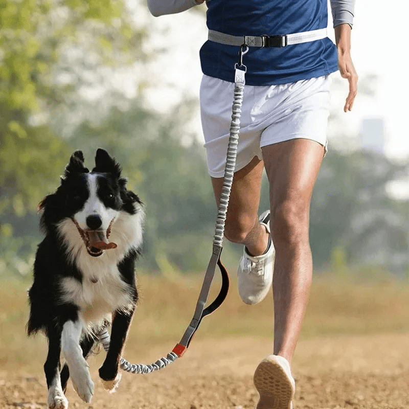 Laisse pour Chien Footing™ - Chiendomicile